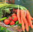 Оренбургские овощеводы обеспечивают рынки области местной продукцией - Министерство сельского хозяйства