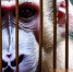 Оренбургские прокуроры встали на защиту гамадрилов и крокодила - OrenGrad.Ru