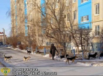 В Орске прокуратура потребовала от администрации организовать отлов безнадзорных животных