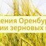 В Чебеньках состоится семинар по результатам оренбургской селекции - Министерство сельского хозяйства