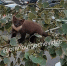 В Оренбурге заметили куницу. В сети появилось видео - Orenburg.Media