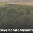 В Оренбуржье продолжаются работы по лесному семеноводству - Министерство природных ресурсов