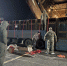 Восемь лошадей Пржевальского благополучно долетели до Хакасии прямым рейсом - Газета Оренбуржье