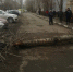 Тяжелая травма. СК Оренбурга завел дело после падения дерева на девушку - Ria56.Ru