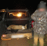 Косуля в багажнике. В Оренбургском районе поймали охотника‑браконьера - Ria56.Ru