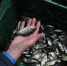 В реки и водоемы Оренбуржья в рамках компенсационного зарыбления выпустили более 300 тысяч мальков - Правительство Оренбургской области