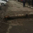 Девушка, потерявшая ногу после падения дерева в Оренбурге, требует с УК 12 млн рублей - ProOren.Ru