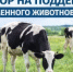 Объявление о проведении отбора на финансовое обеспечение затрат на поддержку племенного животноводства в 2026 году - Министерство сельского хозяйства