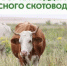 Объявление о проведении отбора получателей субсидии на поддержку приоритетных направлений агропромышленного комплекса (развитие мясного скотоводства) - Министерство сельского хозяйства