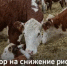 Объявление о проведении отбора на снижение рисков в подотраслях животноводства в 2026 году - Министерство сельского хозяйства